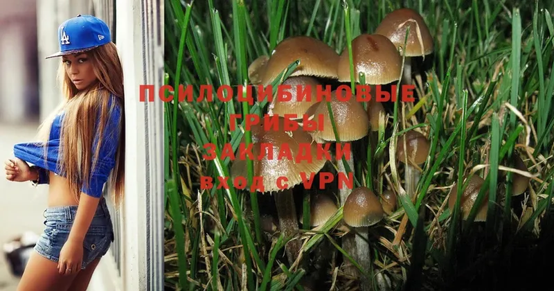 купить наркотик  Осташков  Псилоцибиновые грибы Magic Shrooms 